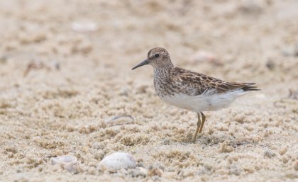 bird with white body and grey feathers standing in sand